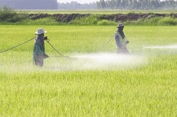 Pesticides Linked to Parkinson’s
